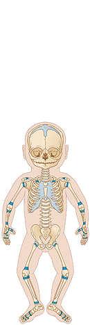 Outline of baby with skeleton visible. Shaded areas show growth plates at ends of bones.