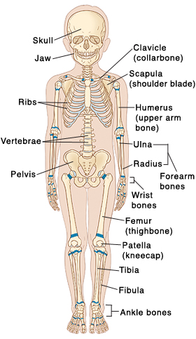 Outline of child with skeleton visible.