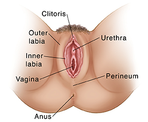 Female external genitals.