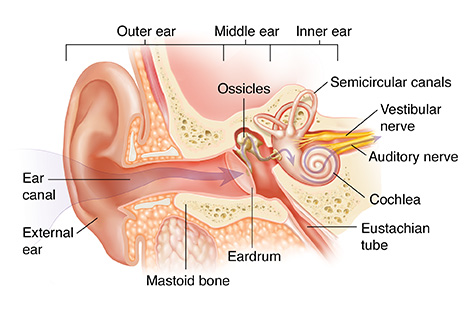 Cross section of ear showing outer, inner, and middle ear structures.