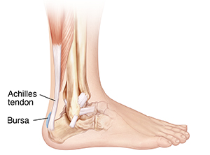 Side view of bones of ankle and foot showing bursa between skin of heel and Achilles tendon.