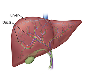 Front view of liver, gallbladder, and bile ducts.