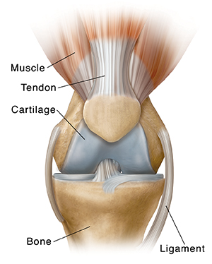 Front view of normal knee.