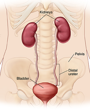 Outline of person showing kidneys, ureters, bladder, and pelvis.