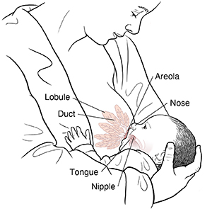 Closeup of baby nursing at breast showing anatomy: lobule, duct, nipple, areola, and baby's tongue and nose.