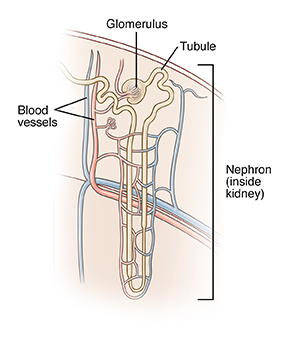 Closeup view of nephron in kidney.