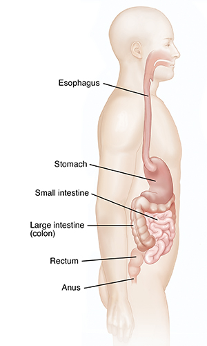 Side view of male body showing digestive system.