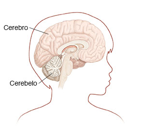 Contorno de la cabeza y del cuello de un niño donde puede verse un corte transversal del cerebro.