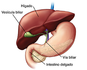 Vista frontal del hígado donde pueden verse la vesícula y el conducto biliar.