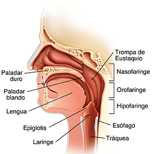 Vista lateral de una cabeza que muestra la anatomía de la boca y la garganta.