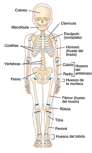 Vista frontal de un niño donde se observan el esqueleto y los cartílagos de crecimiento.