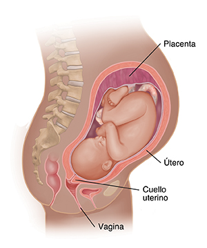 Vista lateral del cuerpo de una mujer donde se muestra el aparato reproductor y un feto de 8 meses.