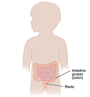 Contorno de un niño que muestra el tracto digestivo inferior.