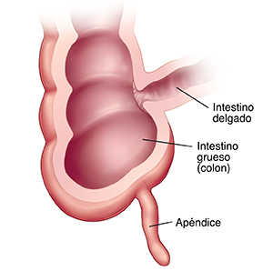 Corte transversal del intestino en donde el intestino grueso se une al intestino delgado.