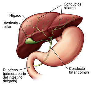 Vista frontal del hígado, los conductos biliares, el conducto biliar común, el duodeno y la vesícula.