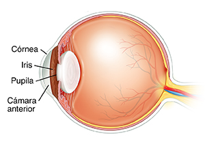 Corte transversal lateral del ojo.