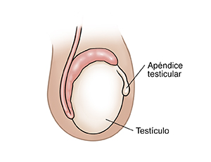 Vista lateral de un testículo donde puede verse un apéndice testicular.