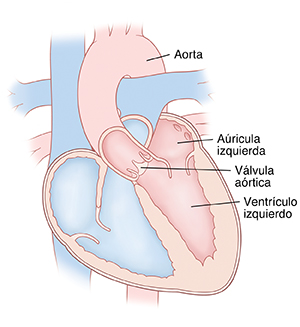 Corte transversal de vista frontal de un corazón donde pueden verse las aurículas arriba y los ventrículos abajo. La válvula aórtica está situada entre el ventrículo izquierdo y la aorta.