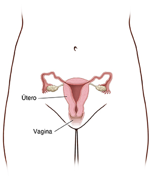 Vista frontal de la pelvis de una mujer, donde se observa un corte transversal del útero y de la vagina.