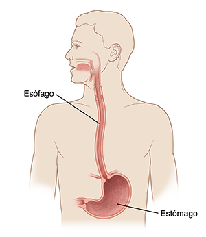 Contorno de una cabeza y un pecho humanos con la cabeza girada hacia un lado. Corte transversal del esófago, desde la boca hasta el estómago.