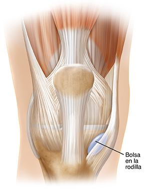 Bolsa sinovial normal en la rodilla.