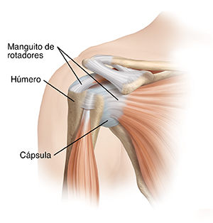Corte transversal de un hombro donde pueden verse el manguito de los rotadores, el húmero, la cavidad glenoidea, la cápsula y la cabeza humeral.