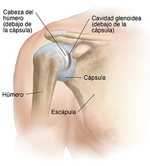 Vista frontal de la articulación del hombro, donde puede verse la cápsula.