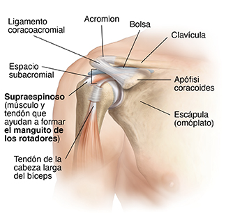 Vista frontal de la articulación del hombro, donde pueden verse los músculos.