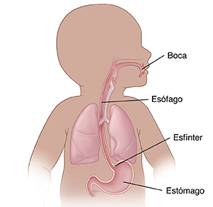 Vista frontal de un bebé donde se observan los pulmones y el tubo digestivo superior.