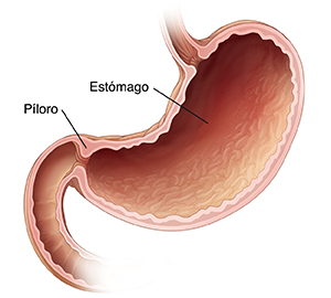Corte transversal de un estómago normal.