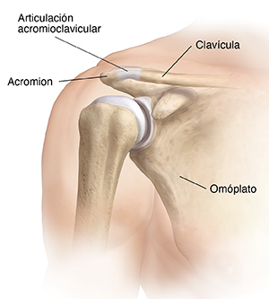 Vista frontal de un hombro donde se observa la articulación acromioclavicular.