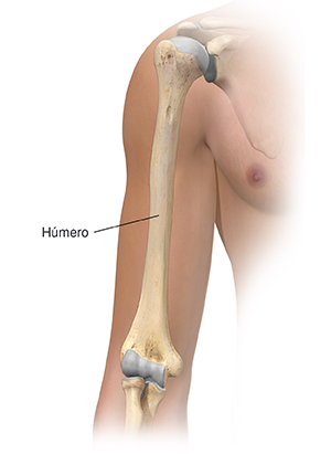 Vista frontal de la parte superior del brazo donde se observa el húmero.