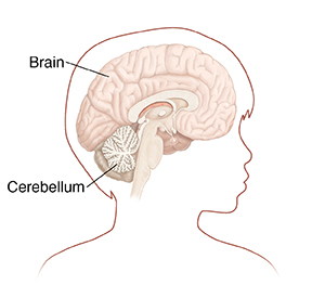 Outline of child's head and neck showing cross section of brain.