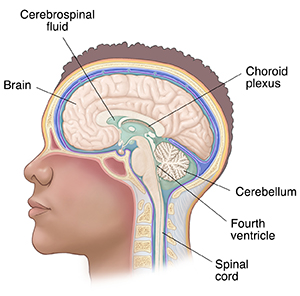 Side view of head and brain showing cerebrospinal fluid. 