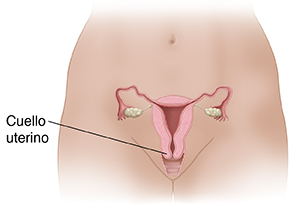 Pelvis femenina que muestra las estructuras del sistema reproductor.