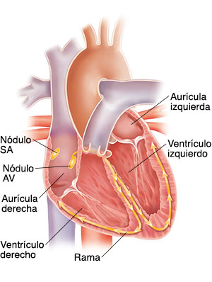 Corte transversal del corazón que muestra el sistema de conducción.