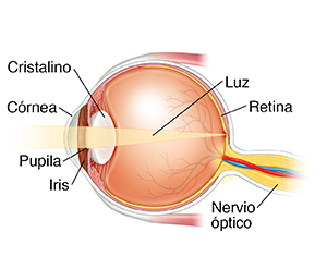 Corte transversal visto de lado del ojo donde puede verse la luz que se enfoca en la retina.
