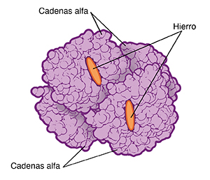 Estructura de una molécula de hemoglobina con talasemia beta.