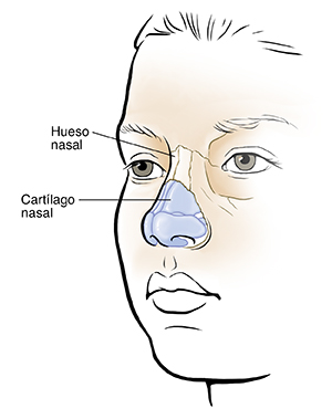 Vista tres cuartos de la cara de un niño que muestra el cartílago y los huesos nasales.