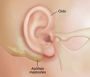 Vista lateral de una cabeza que muestra el oído y el hueso mastoideo.