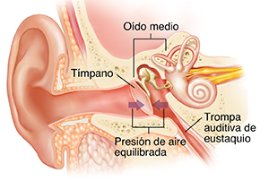 Corte transversal del oído donde pueden verse las estructuras del oído externo, interno y medio. La presión de aire está equilibrada.