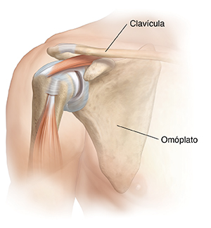 Contorno del hombro que muestra la escápula (omóplato) y la clavícula.