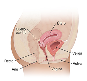 Corte transversal de la pelvis femenina donde se ven los órganos reproductores.