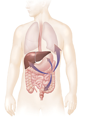 Contorno del cuerpo donde pueden verse los sistemas respiratorio y digestivo, con flechas que muestran la propagación del cáncer.