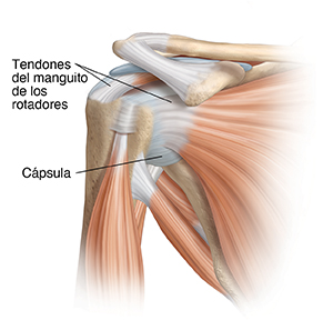 Vista frontal de la articulación del hombro con músculos.