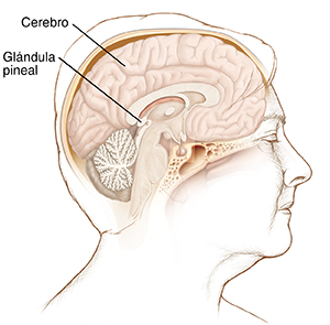 Vista lateral de la cabeza de una mujer donde se observa el cerebro y la glándula pineal.
