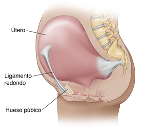 Vista lateral del abdomen de una mujer embarazada en la que se ve un ligamento redondo que conecta el útero con el hueso púbico.
