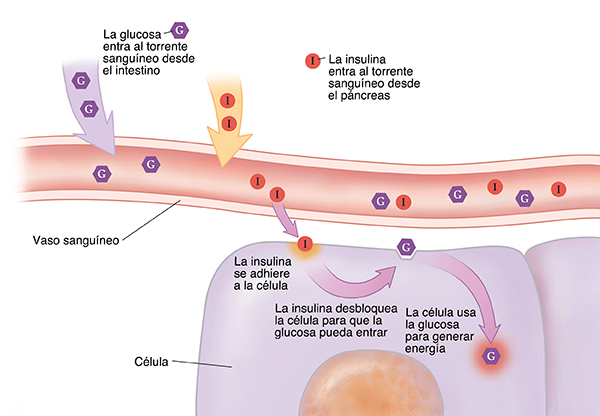 Primer plano de un corte transversal de un vaso sanguíneo cerca de células donde se muestra cómo la insulina y la glucosa entran al torrente sanguíneo. La insulina se adhiere a la célula. La glucosa entra en la célula y se utiliza como energía.