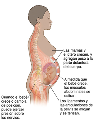 Vista lateral de mujer embarazada donde se observan la columna vertebral, los nervios raquídeos y los músculos.