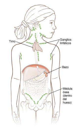 Contorno de una niña en el que se muestran los órganos dentro del abdomen, el contorno de los huesos de la cadera, la glándula timo y los ganglios linfáticos.